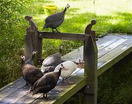 hekje op onze brug