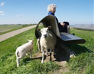 jowt ek skaed foar de skiep